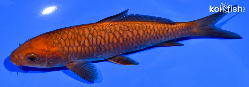 6.25" ARAGOKE CHAGOI