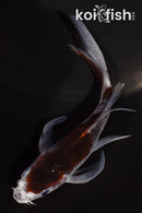 4.25" GOROMO BUTTERFLY