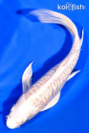 7.75" ARAGOKE PLATINUM OGON BUTTERFLY