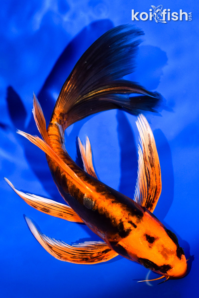 6.25" BENI KIKOKURYU BUTTERFLY