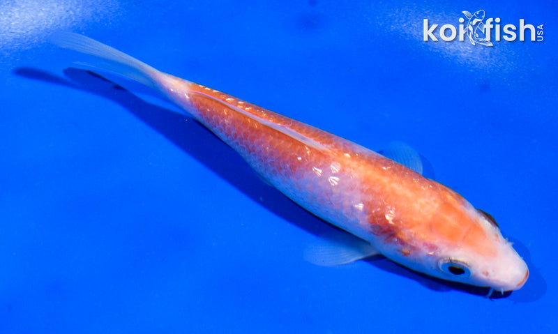 5" GINRIN KOHAKU