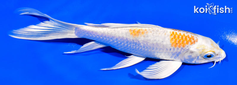 6.25" HARIWAKE BUTTERFLY