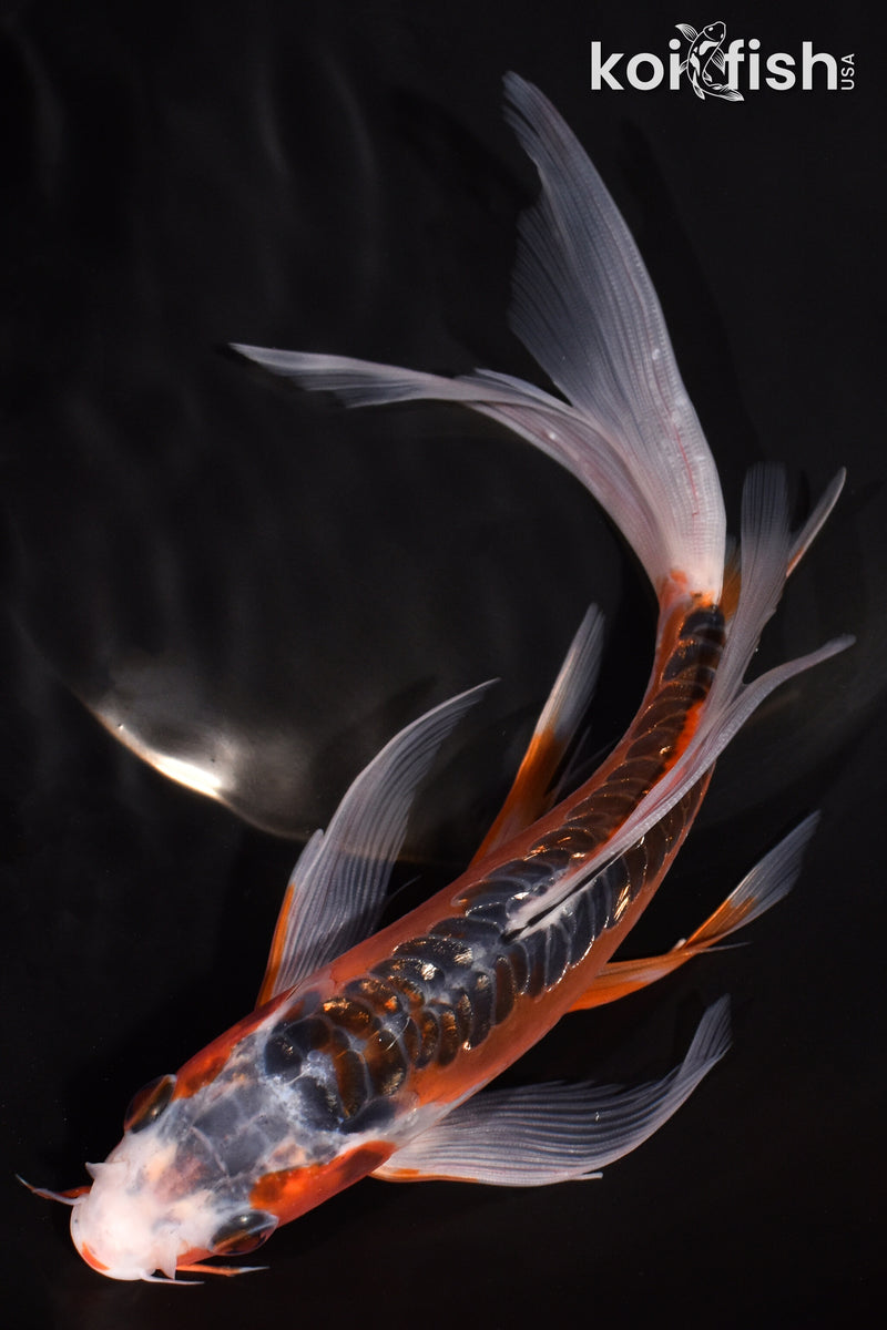 7.5" HI SHUSUI BUTTERFLY