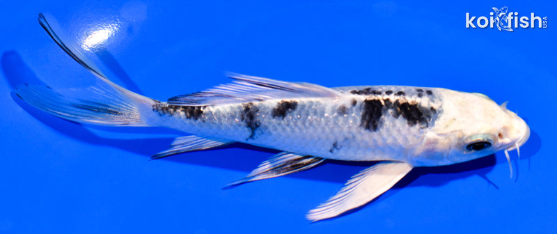 5.5" GINRIN GIN SHIRO BEKKO