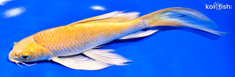 8.25" LEMON HARIWAKE BUTTERFLY