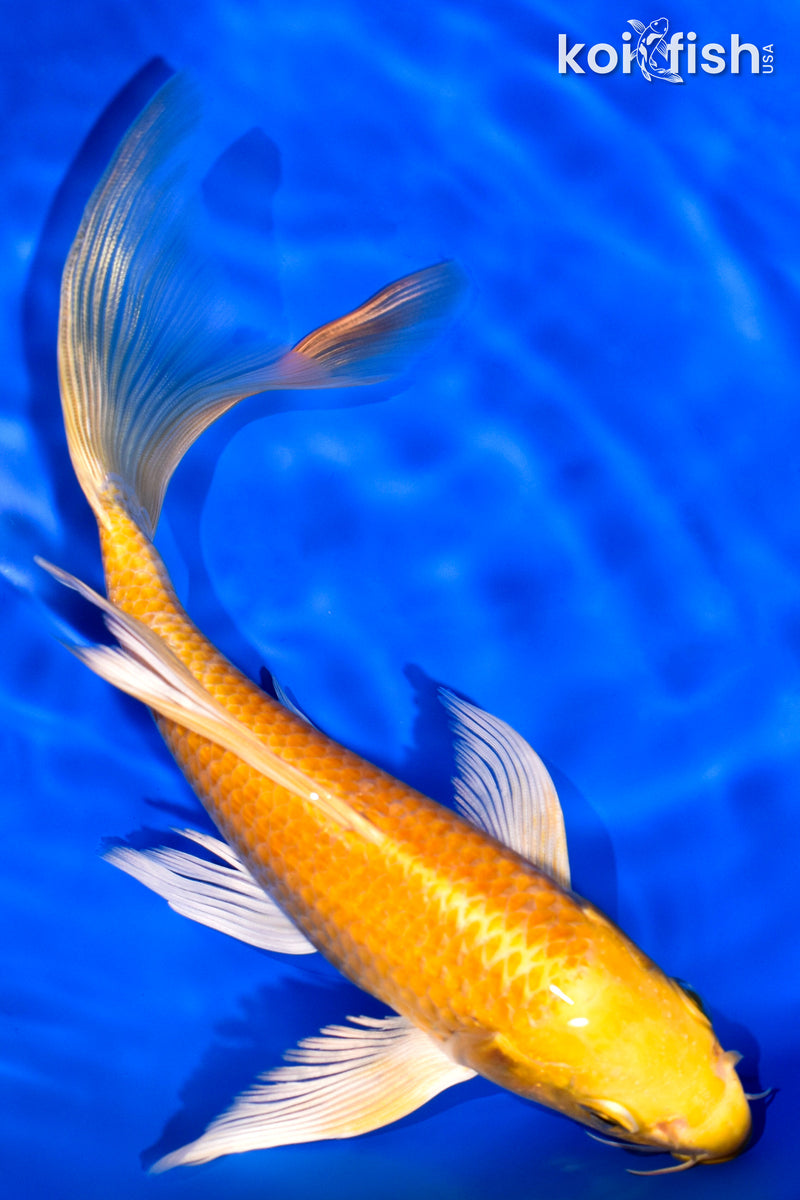 7.5" YAMABUKI OGON BUTTERFLY