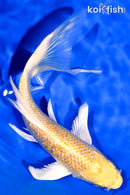 7.25" GINRIN LEMON HARIWAKE BUTTERFLY