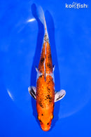 7.5" GINRIN YAMATO NISHIKI