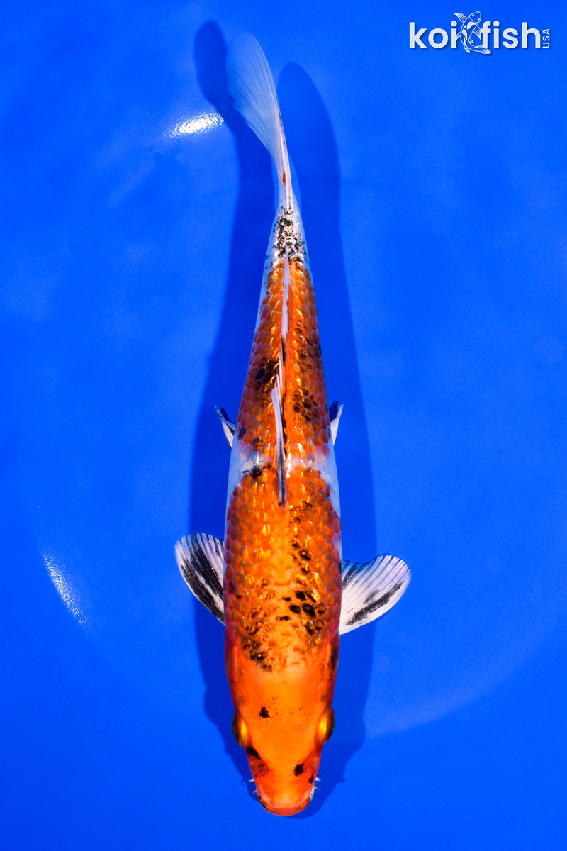 7.5" GINRIN YAMATO NISHIKI
