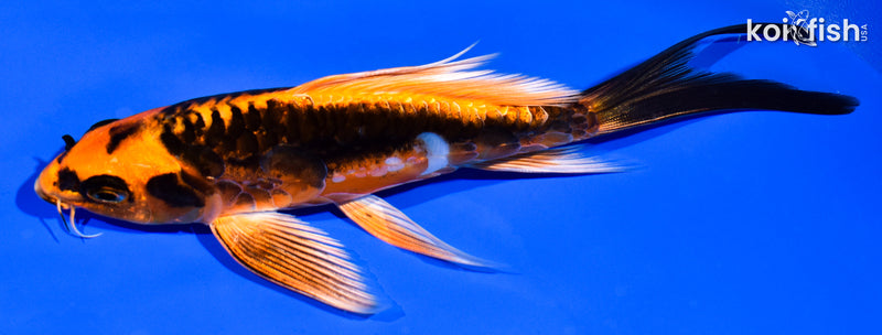 6" ARAGOKE BENI KIKOKURYU BUTTERFLY