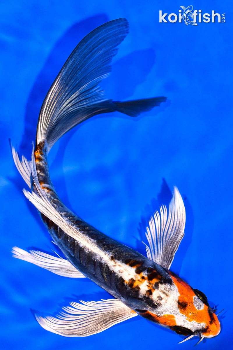 7.75" BENI KIKOKURYU BUTTERFLY