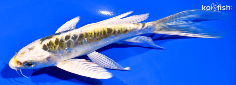 6.25" ARAGOKE KIN KIKOKURYU BUTTERFLY