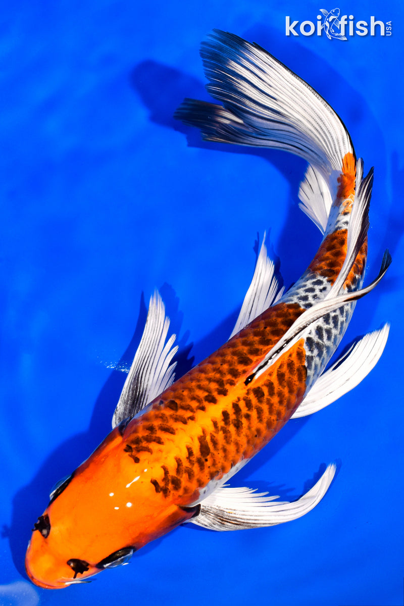 10.5" BENI GINGA BUTTERFLY