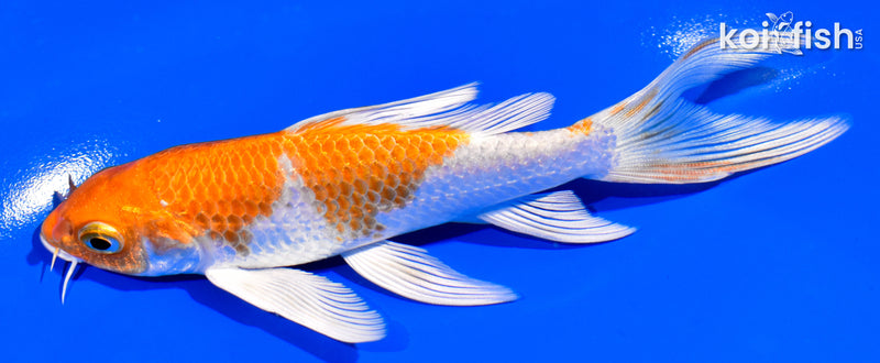 5.25" HARIWAKE BUTTERFLY