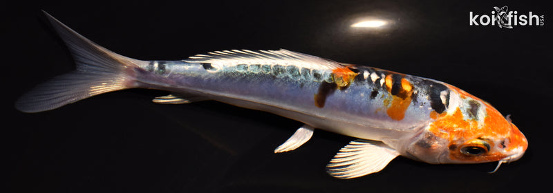 5.25" HEISEI NISHIKI