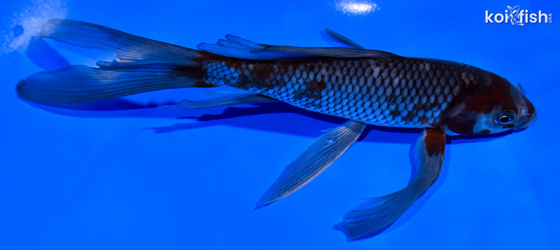 7.5" OCHIBA SHIGURE BUTTERFLY