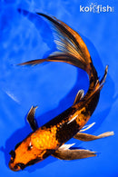 7.25" KIN HI UTSURI BUTTERFLY