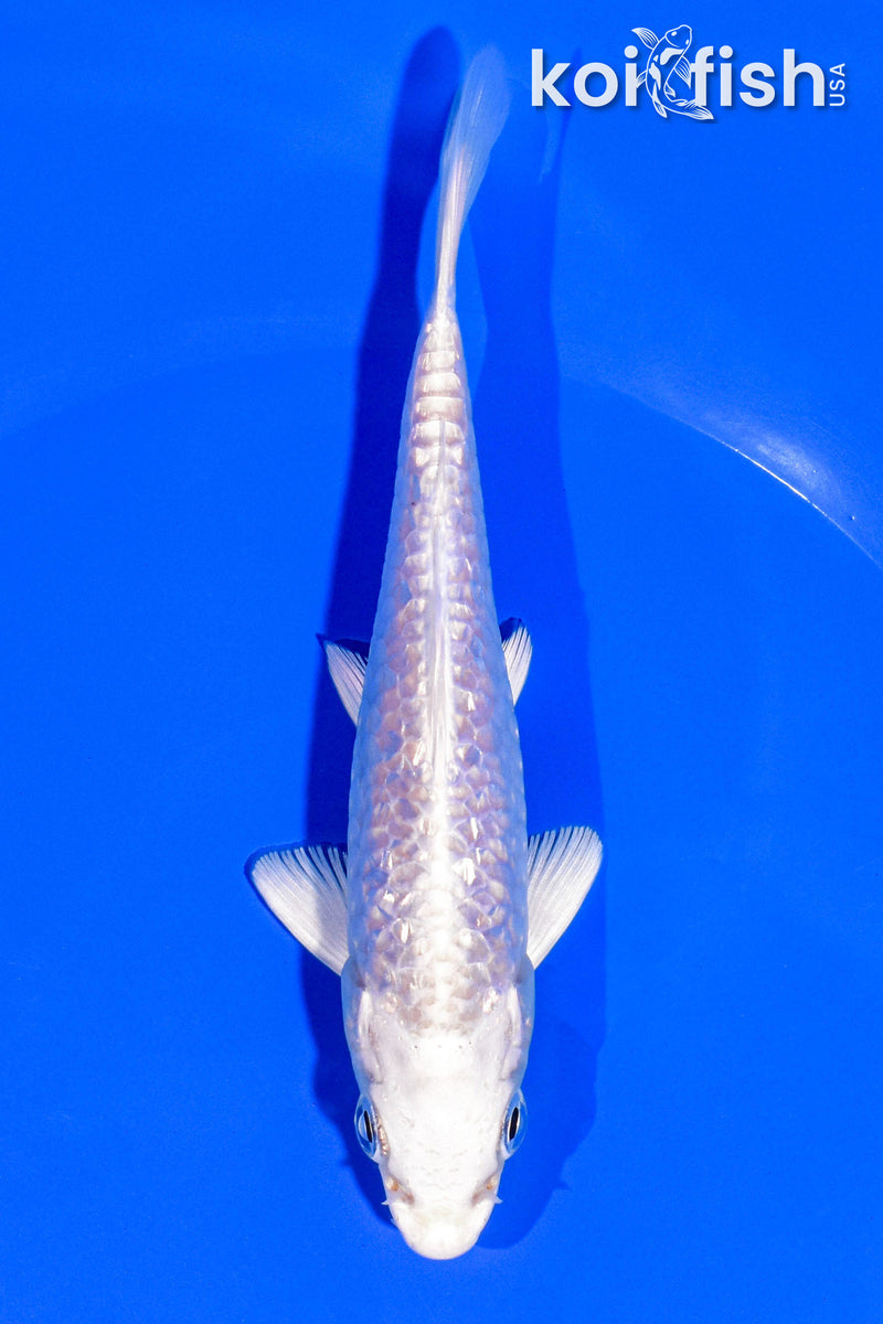 4.75" GINRIN PLATINUM OGON