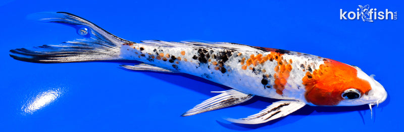 6.75" YAMATO NISHIKI BUTTERFLY