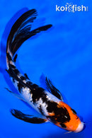 6.75" GINRIN SANKE BUTTERFLY