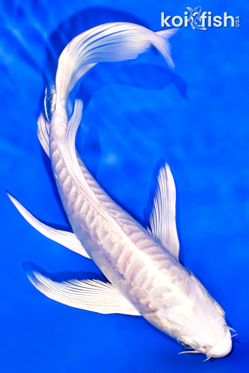 8" ARAGOKE PLATINUM OGON BUTTERFLY
