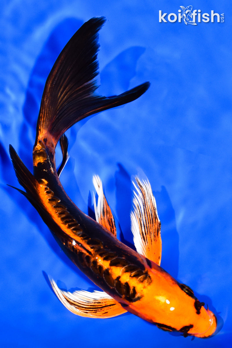8.25" DOITSU ORENJI MATSUBA BUTTERFLY