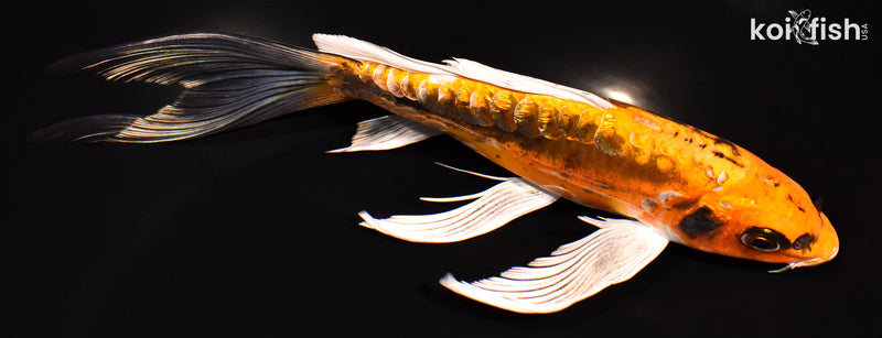 8.25" GINRIN BENI KIKOKURYU BUTTERFLY
