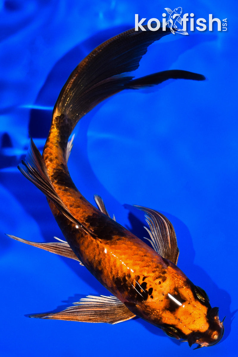 6.5" KIN HI UTSURI BUTTERFLY