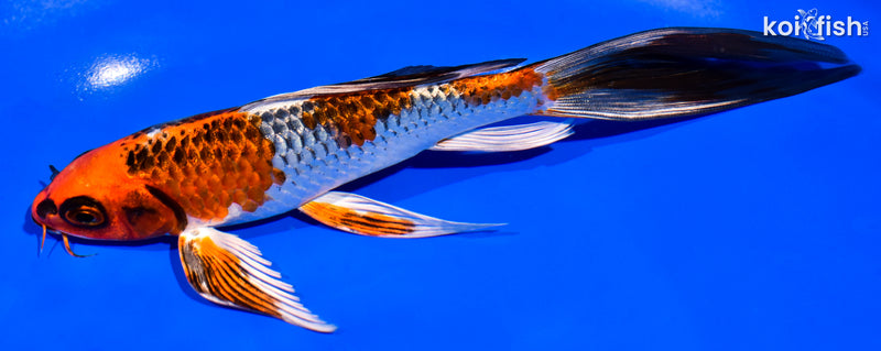 7.5" BENI GINGA BUTTERFLY