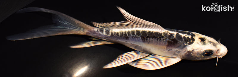 5.5" KIKOKURYU BUTTERFLY