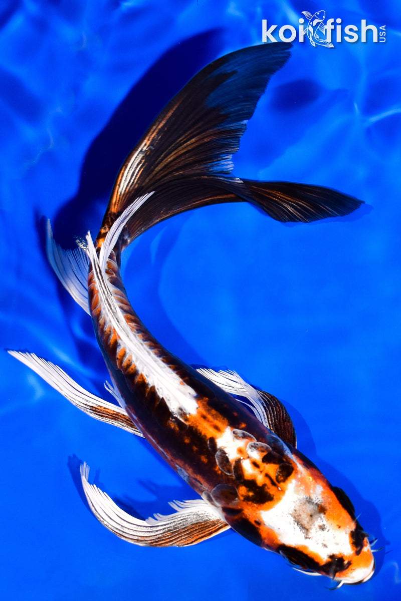 7.5" BENI KIKOKURYU BUTTERFLY