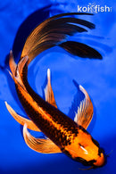 8.25" ORENJI MATSUBA BUTTERFLY