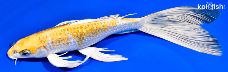 11.5" GINRIN KUJAKU BUTTERFLY