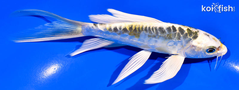 6.25" ARAGOKE KIN KIKOKURYU BUTTERFLY