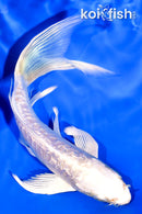 6" GINRIN ARAGOKE PLATINUM OGON BUTTERFLY