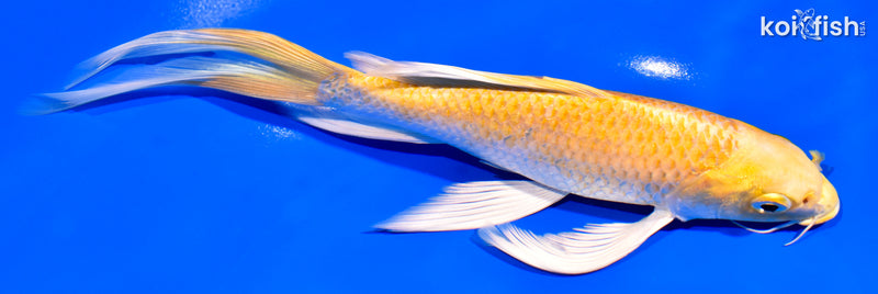 8.25" LEMON HARIWAKE BUTTERFLY