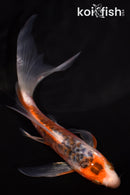 5.75" ARAGOKE HI SHUSUI BUTTERFLY