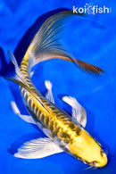 7.5" KIN KIKOKURYU BUTTERFLY