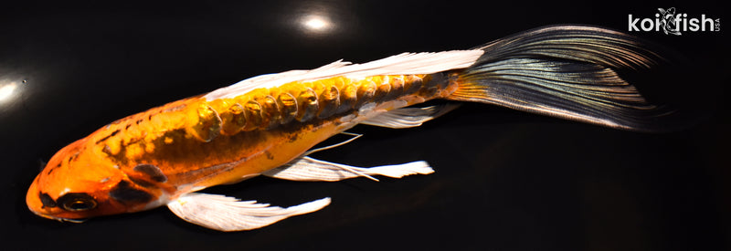 8.25" GINRIN BENI KIKOKURYU BUTTERFLY