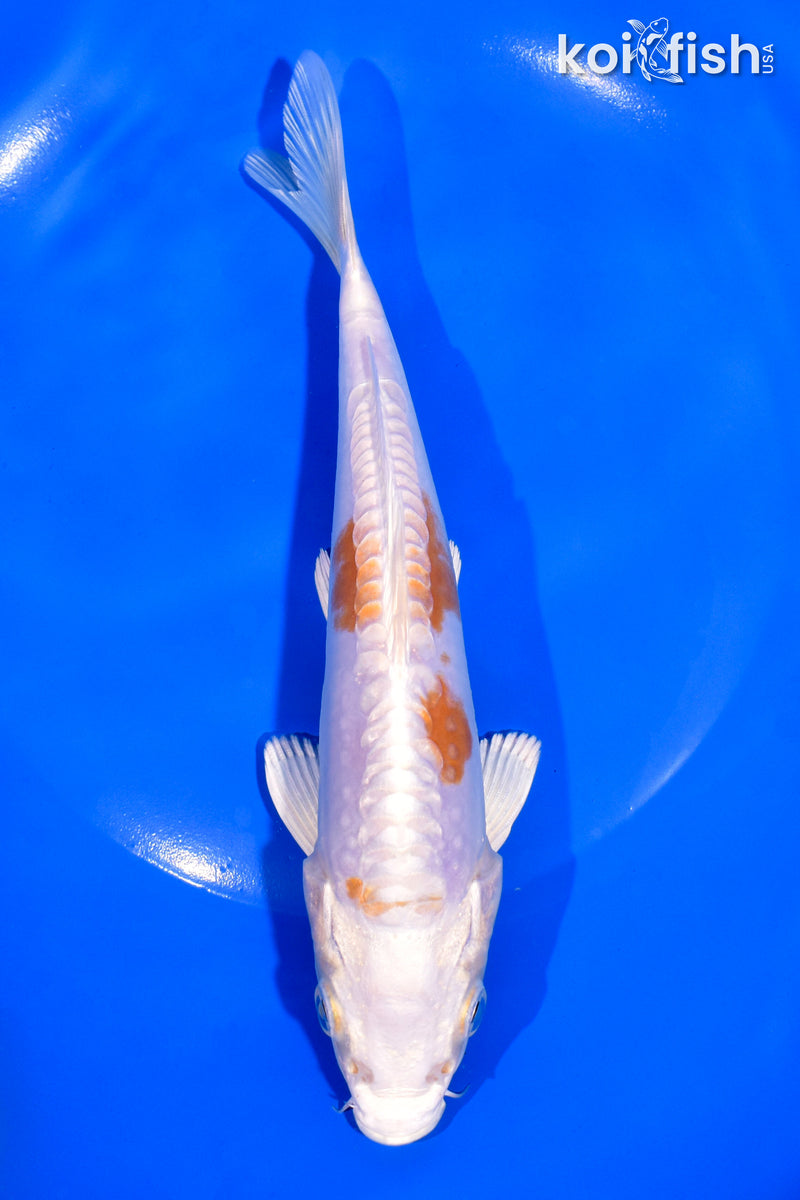 7.5" KIKUSUI
