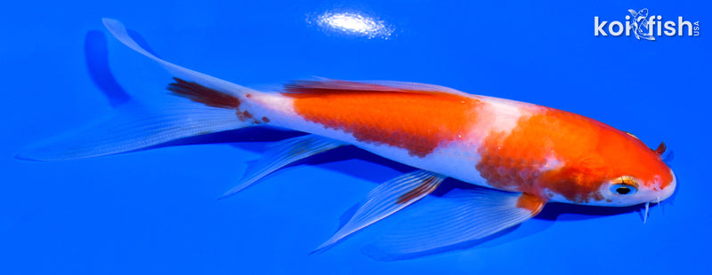 5.5" KOHAKU BUTTERFLY