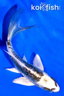 4.25" ARAGOKE KIKOKURYU BUTTERFLY