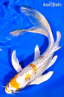 8.25" KUJAKU BUTTERFLY