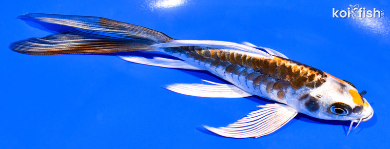 6.25" ARAGOKE BENI KIKOKURYU BUTTERFLY