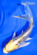 5.5" ARAGOKE KIN KIKOKURYU BUTTERFLY