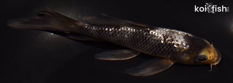 5.5" GINRIN MATSUKAWABAKE BUTTERFLY