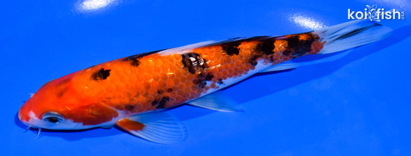 6.5" GINRIN AKA SANKE