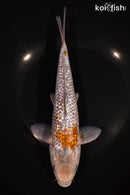 8.75" GINRIN OCHIBA SHIGURE