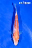 5" GINRIN KOHAKU