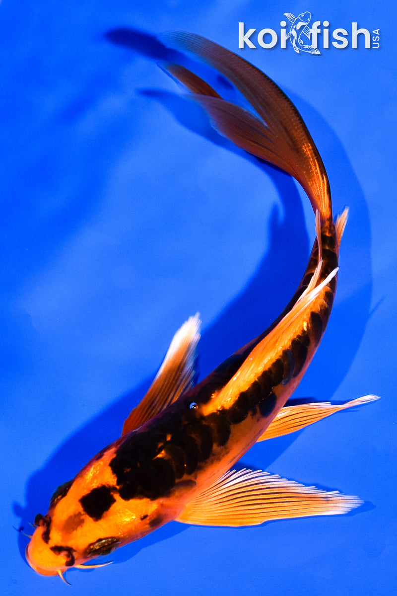 5.75" DOITSU ORENJI MATSUBA BUTTERFLY